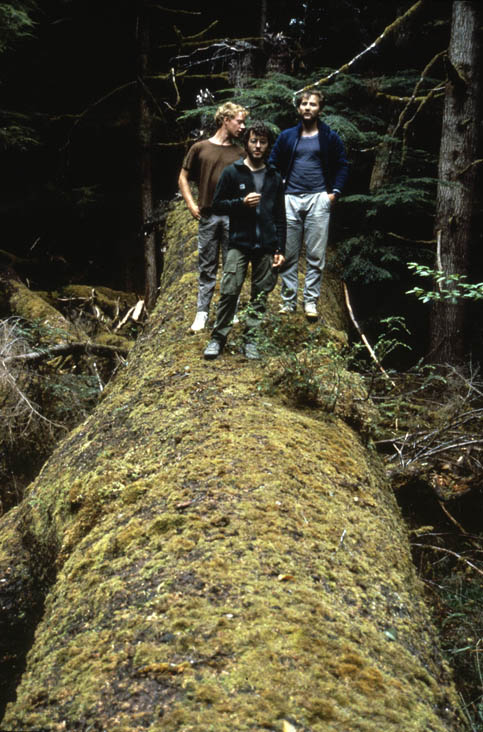Fallen Tree, Queen Charlotte Islands (N. Pattinson)